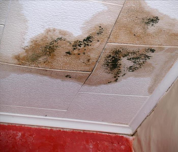 ceiling damaged by water and mold growth